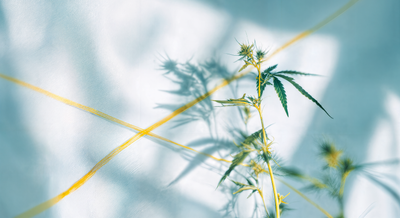 Cannabis and Sex: Everything We Know