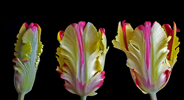 What Are the Stages of Menopause? A Clear, Supportive Guide