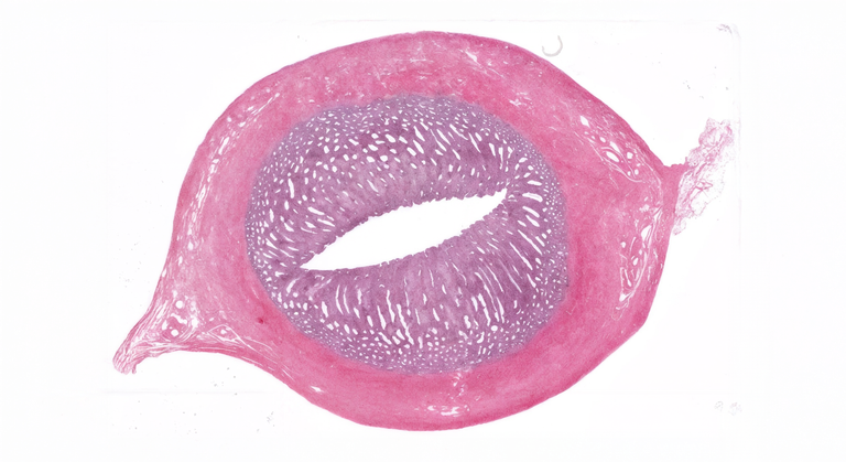 9 Pain-Relieving Techniques for Menstrual Cramps