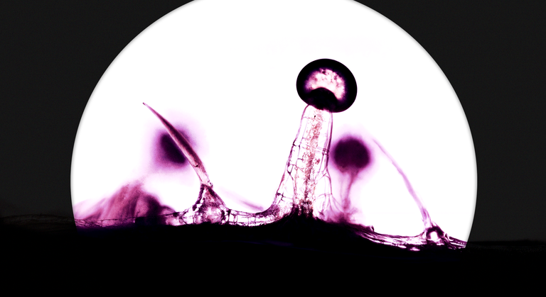 What’s the Difference Between CBD and CBDA?