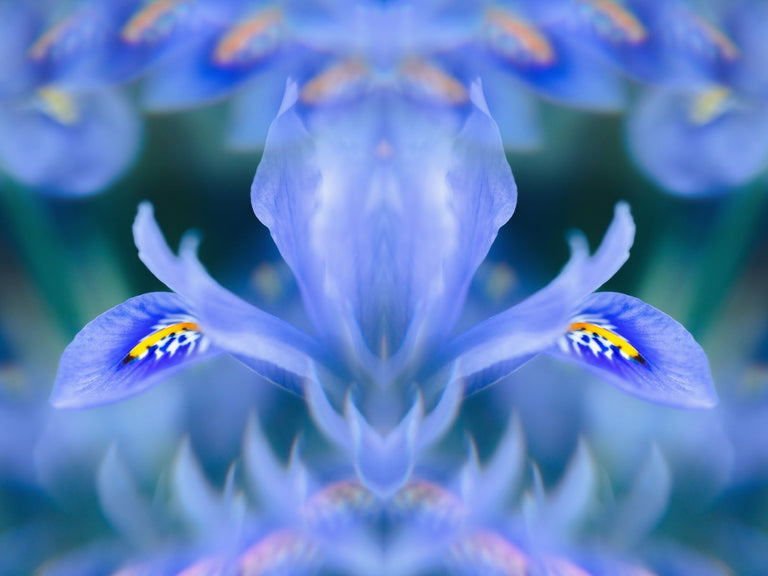 A kaleidoscope image of an Iris flower in a range of blue hues. 