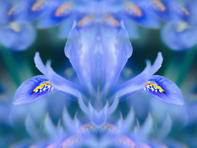 A kaleidoscope image of an Iris flower in a range of blue hues. 