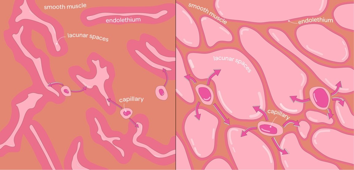 The Intriguing Science Behind Female Arousal | Vella