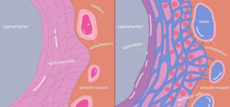 the-intriguing-science-behind-female-arousal-vella